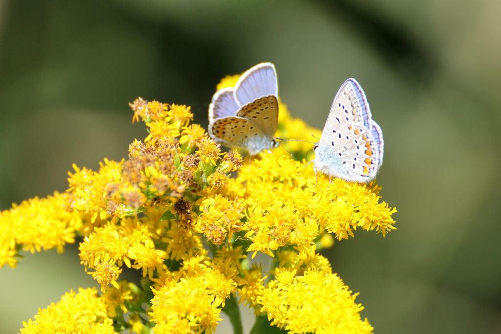 Polyommatus....??